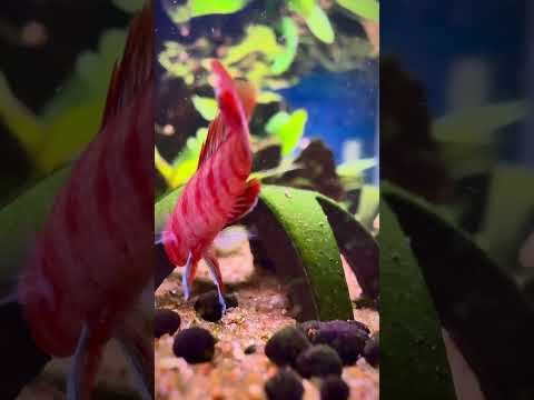 Scarlet Badis Attack!!