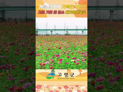 가을향기가 가득한 대가야어북실! #핑크뮬리 #가을꽃 #아스타국화 #고령 #꽃명소