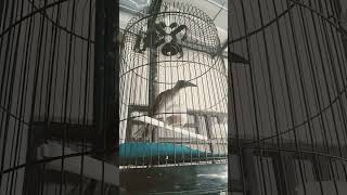 Download lagu burung koak kao Lombok lagi galau mp3