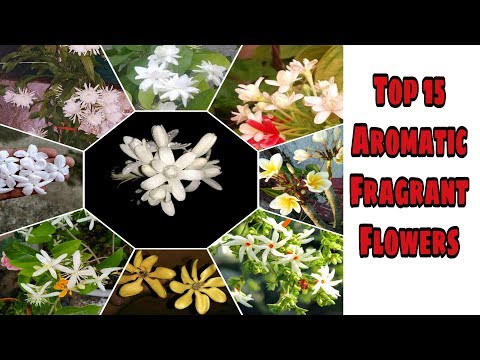 Top 15 fragrant,aromatic, scented, flower plant