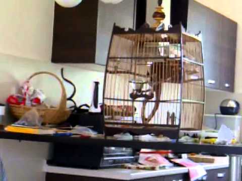 JAMBUL KAMPUNG NEW BIRD 5 DAYS IN CAGE