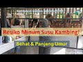 Resiko Minum Susu Kambing Sehat Panjang Umur