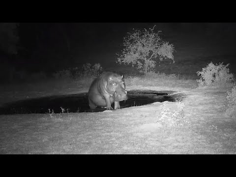 Male hippo comes out to graze three hours after entering the small pond at the Djuma Waterhole