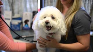 preview picture of video 'Village Vet Clinic - Short | Grayslake, IL'