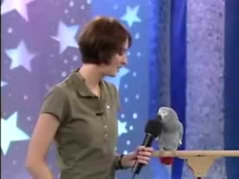 * Einstein the famous talking African Grey Parrot! *