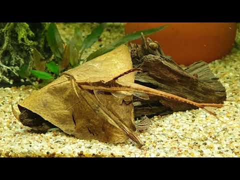 Oase HIghline Projekt: Seemandelblätter  Für und wieder und wie seht ihr es?