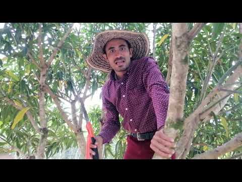 La Luna video