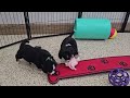 Miniature Bernese Mountain Dog dogs for sale: Romeo - Video 1