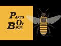 Parts of a Bee Vocabulary with Pictures | Useful Bee Anatomy with Pictures