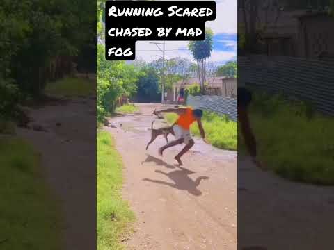 running scared chased by mad dogs #shorts #shortvideo #prank #comedyvideo #videolucu