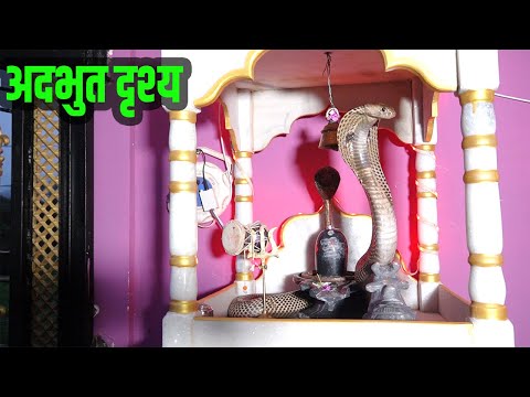 देखिये महादेव के मंदिर में, शिव जी को किस तरह लिपट के बैठे थे,नागराज |Amazing Video,Venomous Snake