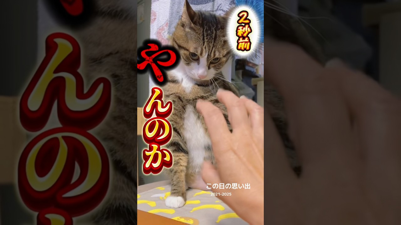 次男の気配で乙女顔【推し猫グランプリ投票お願いします】 #cats #shorts #球太