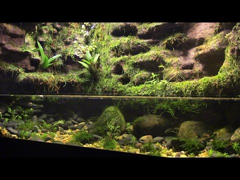 Another Paludarium Update