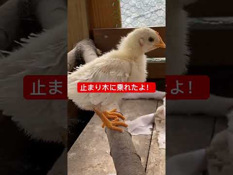 幸せな羽の生えた鳥を育てるために、鶏小屋に泥が入らないようにするにはどうすればよいでしょうか?試してみたい6つの素晴らしいアイデア  庭園