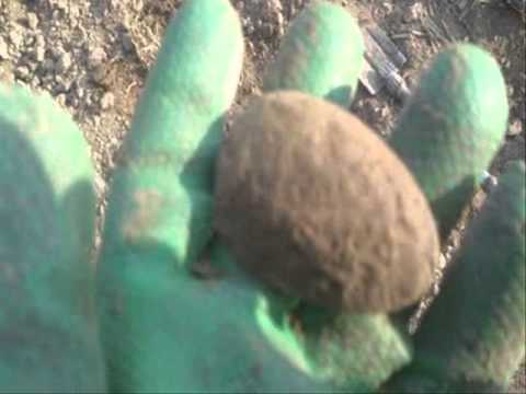 Moje Wykopki (Odc. 53) Marzannowe wykopki