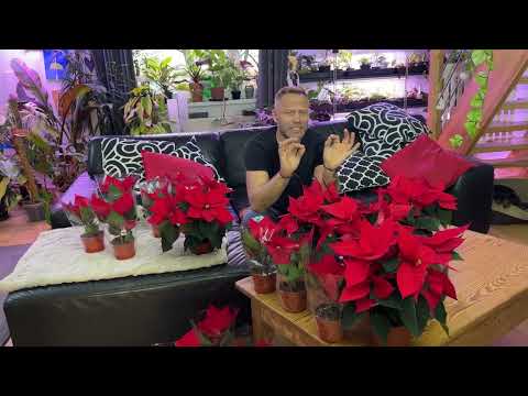 Gwiazda Betlejemska czyli 5 zasad prawidłowej uprawy POINSECJI.