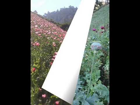 ventura solano el 68