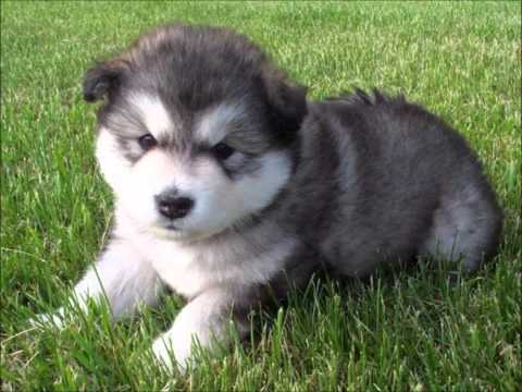 Meu Cachorrinho video