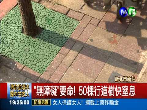 PU跑道覆蓋泥土 行道樹快"窒息"