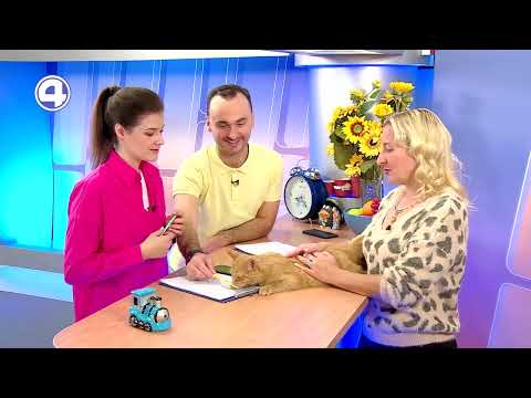 Настоящий кот Бандито: фонд помощи бездомным животным "Зоозащита"