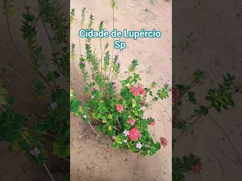 Lupércio cidade do interior de São Paulo