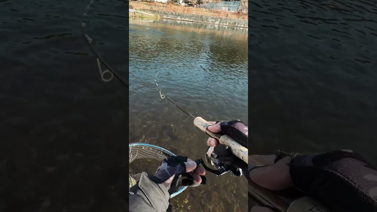 Japan Fishing ASMR - Trout Fight#83🎣