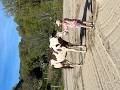 Paint horse PP ( Fran&ccedil;ais & Am&eacute;ricains) &agrave; vendre