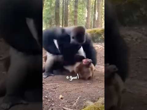 أبشع 10 نهايات لحيوانات ضحت بحياتها ..الجانب المظلم من الطبيعة