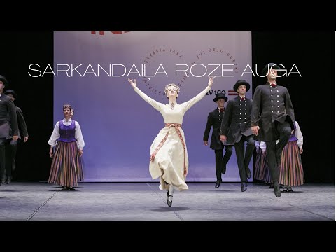 LU TDA Dancis - Sarkandaiļa roze auga