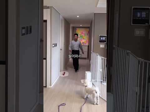 초인종 소리에 반응하여 짖는 강아지 행동교정법 (1인 가구도 가능)