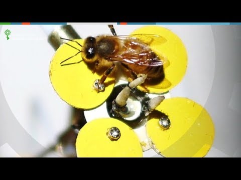 Робот цветок для пчел Synthetic Pollenizer (Robotics.ua)