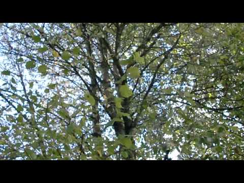 Deep Relax! - Entspannendes Blätterrauschen - wonderful leaves in HD