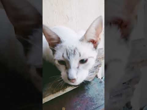 Estos #michis les desean un excelente domingo #gatitos #cats #cat #gatita #michi #miau #gato