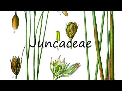 How to Pronounce Juncaceae?