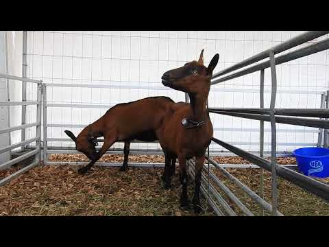 ヤギGemsfarbige Gebirgsziege　Chamois Colored Goat　2017 1001