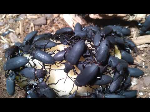Darkling Beetle Swarm