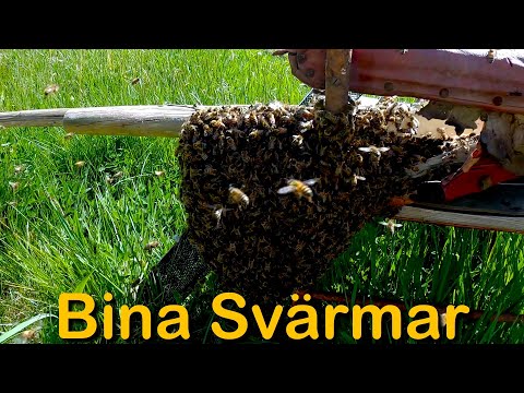 Bina svärmar på gården (Fångar en Bisvärm)