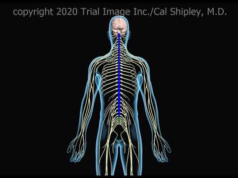 Central Sensitization and Chronic Pain Animation by Cal Shipley, M.D.