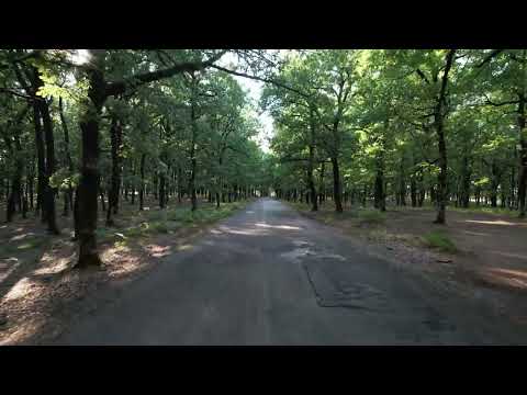 Δάσος Φολόης | Ηλεία