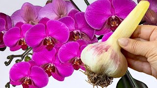 DIE BESTE ART, Orchideen zu düngen! 🌸  Verrücktes Wurzelwachstum und wilde Blüte!