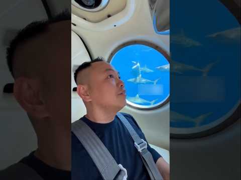 Fearlessly going through a group of white sharks with this protected ball under the ocean.