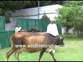 Chaudhary Devi Lal inspecting cows, walking the lawns of his residence | Archival Footage