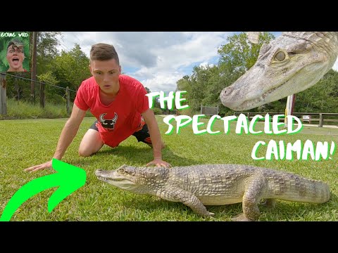 Kajman okuliarnaty (Caiman crocodilus) — Spectacled Caiman, fakty a profil druhu