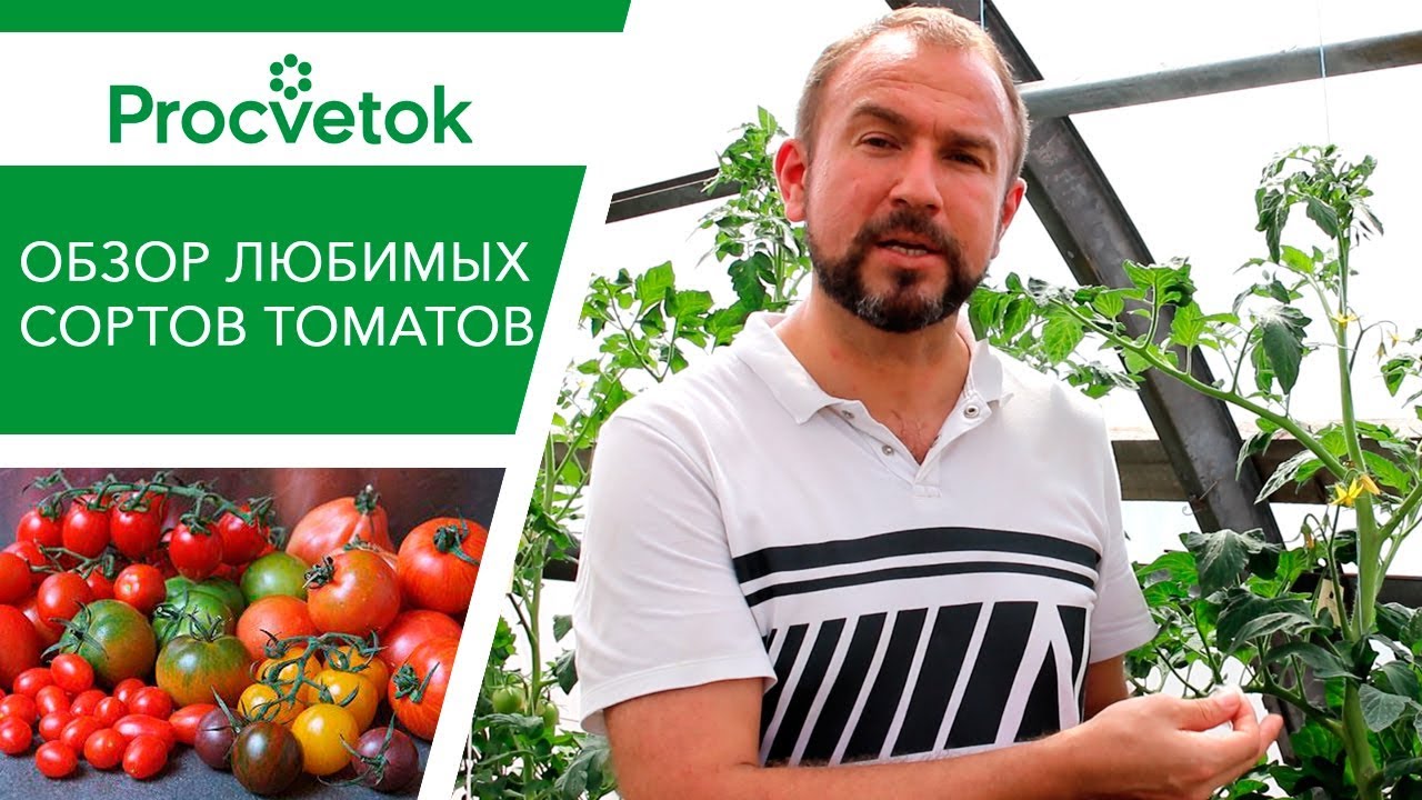 Любимые БЕЛОРУССКИЕ СОРТА ТОМАТОВ. О чем говорят ЛИСТЬЯ помидоров.