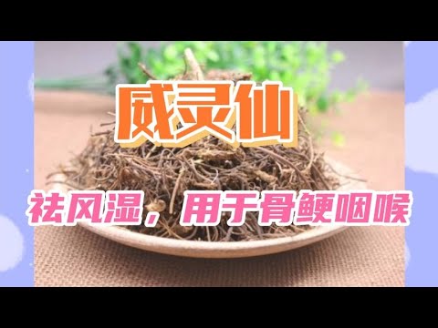 中医中药知识普及-威灵仙，祛风除湿，通络止痛，用于风湿痹痛，肢体麻木筋脉拘挛等