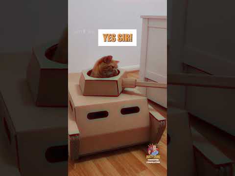 Dusty🗣Dubs Cat Compilation 3