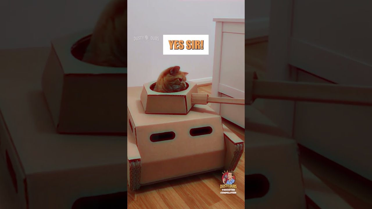 Dusty🗣Dubs Cat Compilation 3