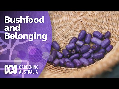 Bushfood, belonging and helping nature do her thing | Australian Native Plants | Gardening Australia