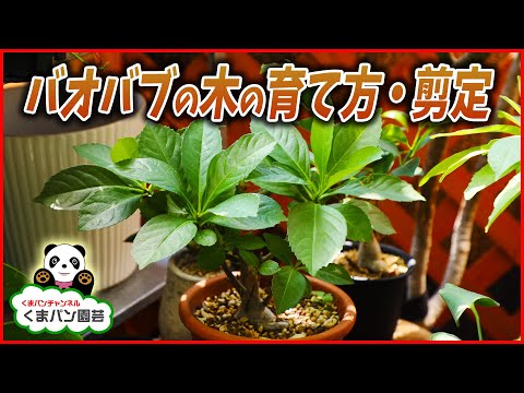 園芸 アフリカバオバブ、ボトルツリー