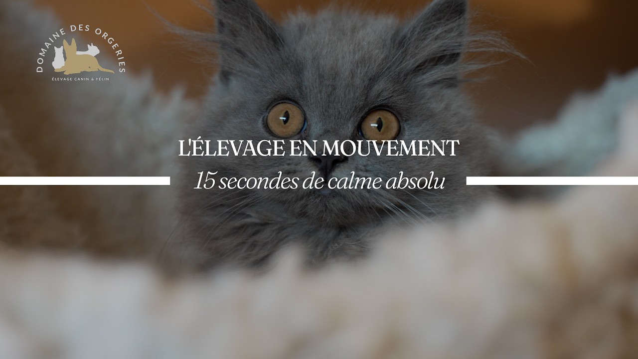 Vidéo : 15 secondes de calme absolu — chaton British du Domaine des Orgeries en Mayenne